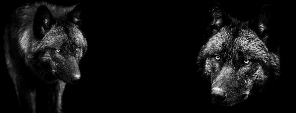 Šablona černý vlk v B & W s černým pozadím - Fotografie, Obrázek