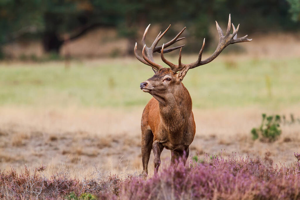 Red deer stag standing on a field with heather in the forest  in rutting season in Hoge Veluwe National Park in the Netherlands - Photo, Image