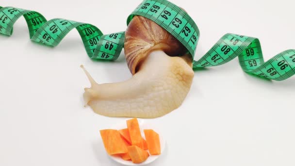 Funny Achatina snail closeup, eats a carrot, next to the measuring tape, on white background. The concept of proper healthy nutrition. - Video