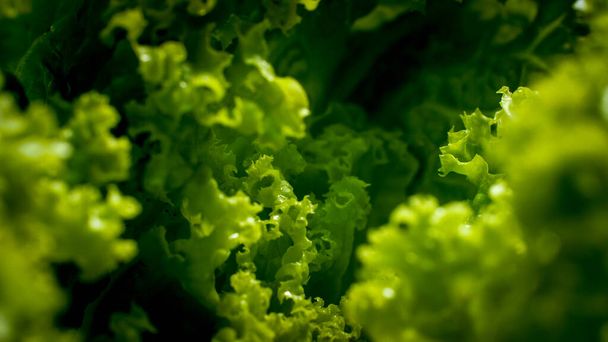 Abstract macro image of lettuce salad leaves texture. Background for healthy food and GMO free products.Diet nutrition and fresh vegetables - Photo, Image