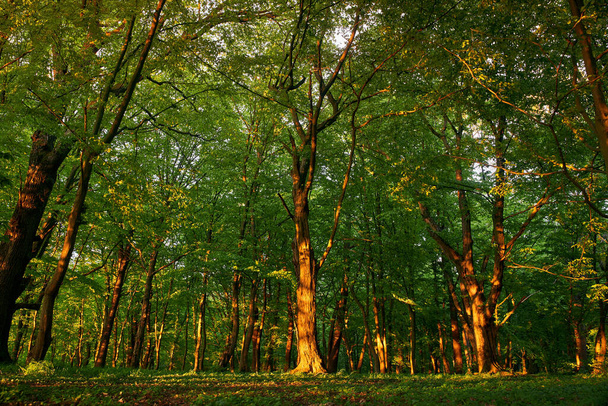 Ηλιοβασίλεμα σε ένα δάσος νεράιδων. Οι ακτίνες του ήλιου διαπερνούν τα φύλλα των δέντρων.. - Φωτογραφία, εικόνα
