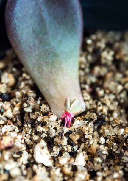 Pienet juuret, jotka kasvavat mehukkaan kasvin lehdestä - Valokuva, kuva