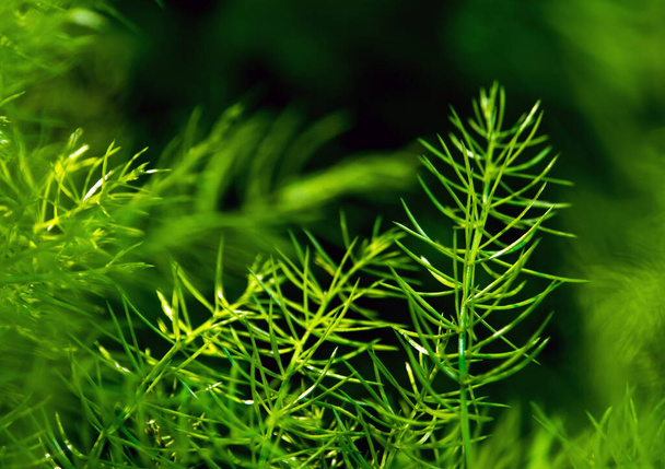 Čerstvost zelené jemné listy chřestu kapradí na přírodním pozadí - Fotografie, Obrázek