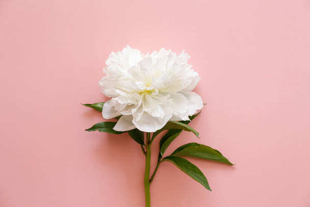 Studio shot of beautiful peony flowers over textured background with a lot of copy space for text. Feminine floral composition. Close up, top view, backdrop, flat lay. - Foto, Imagem