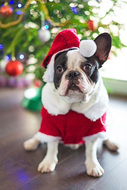 bulldog francés disfrazado de santa
 - Foto, Imagen