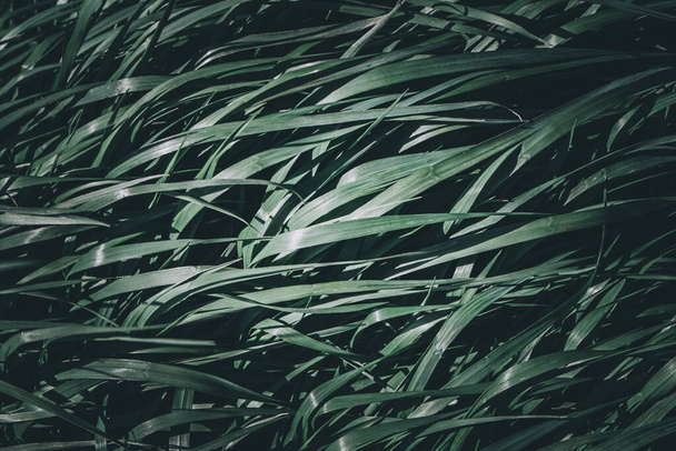 zelené listy, listoví rostlin - Fotografie, Obrázek