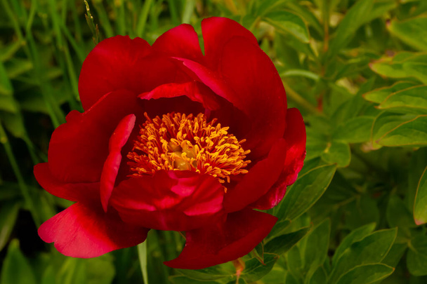 A vörös bazsarózsa virágzik. - Fotó, kép