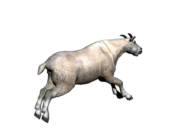 Koza górska z białym futrem biegnie i skacze - Zdjęcie, obraz