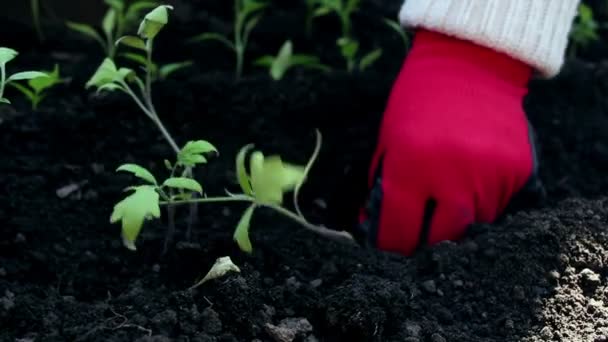 Farmer planting tomato seedlings in the garden. Farmers hands in protective gloves planting seedlings in the ground. Organic food concept. - Filmagem, Vídeo