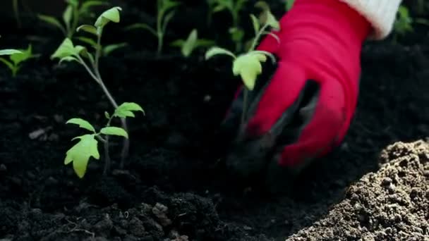 Farmer planting tomato seedlings in the garden. Farmers hands in protective gloves planting seedlings in the ground. Organic food concept. - Filmagem, Vídeo