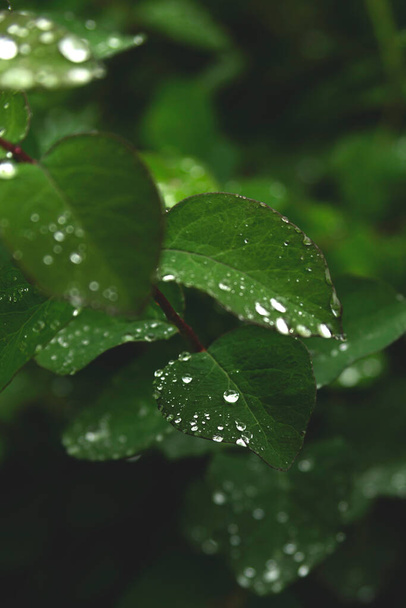 Краплі на зеленому листі після дощу
. - Фото, зображення
