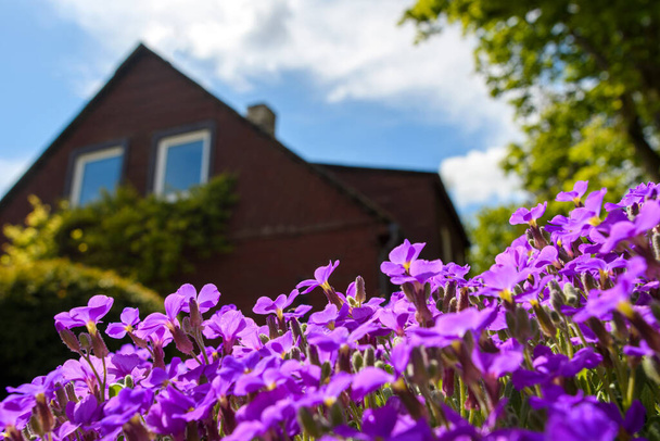 Közelről gyönyörű lila virágok, elmosódott ház és fák háttér. Alacsony látószög. - Fotó, kép