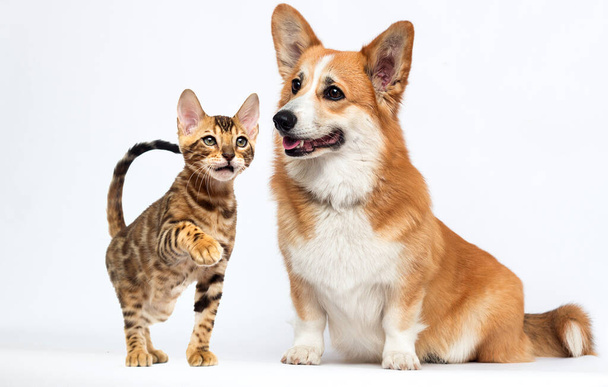 ginger dog and cat watching together, welsh corgi - Zdjęcie, obraz