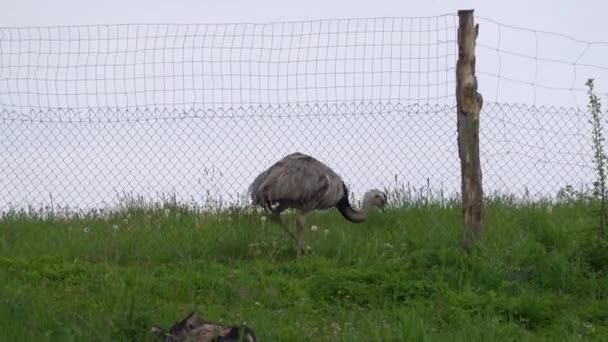 Avestruz caminando sobre la hierba en la granja de aves al aire libre. Pájaro exótico del emú en el aviario exterior
 - Metraje, vídeo