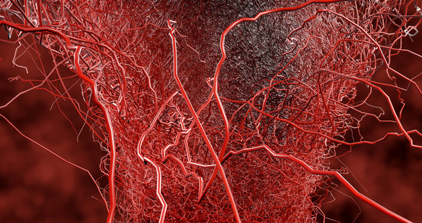 Sistema muitos pequenos capilares se ramificam dos grandes vasos sanguíneos para o sistema circulatório para o transporte de sangue para diferentes partes do corpo. doença acidente vascular cerebral hemorrágico. Renderização 3D
. - Foto, Imagem