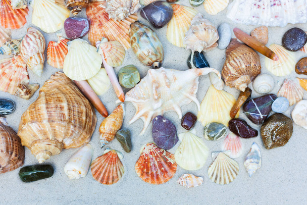 Seashells, sea stars, coral and stones on the sand, summer beach background travel concept with copy space for text - Valokuva, kuva