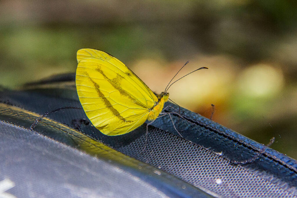 Gelber Schmetterling auf einer schwarzen Tasche in Rio de Janeiro. - Foto, Bild