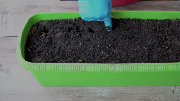 Saatzwiebeln in die Erde pflanzen. Hausgärten - Filmmaterial, Video