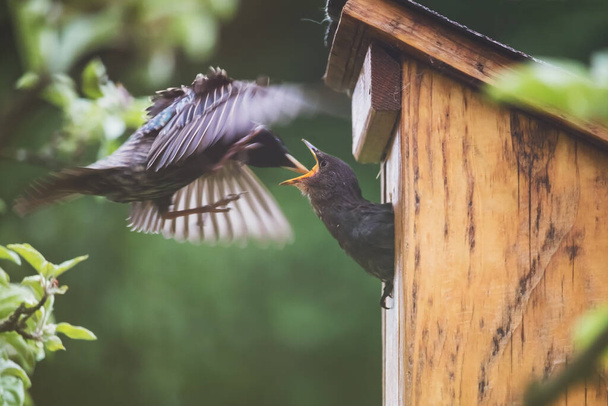 birds and bird house - adult starling (parent) feeding the offspring. A young starling sticks its head out of a birdhouse and eats. - Photo, Image