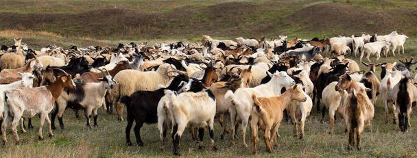 Стадо коз и овец. Животные пасутся на лугу. Пастбища Европы. - Фото, изображение