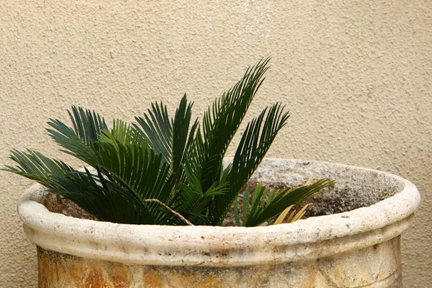 des plantes et des fleurs vertes poussaient dans un pot sur le balcon. été chaud en Israël
  - Photo, image