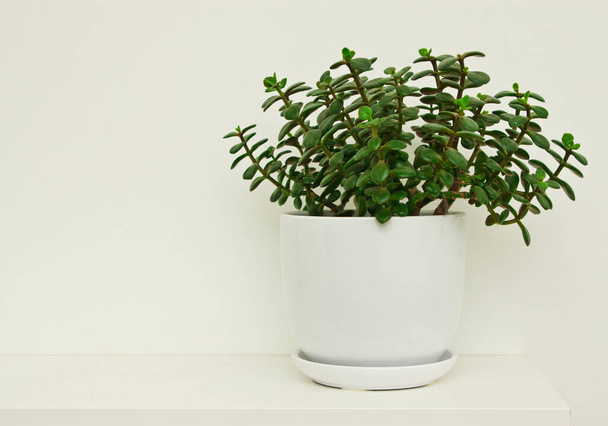 Crassula ovata, comúnmente conocida como planta de jade, planta de la suerte, planta del dinero o árbol del dinero en una olla contra la pared blanca. Decoración del hogar con espacio de copia
. - Foto, imagen