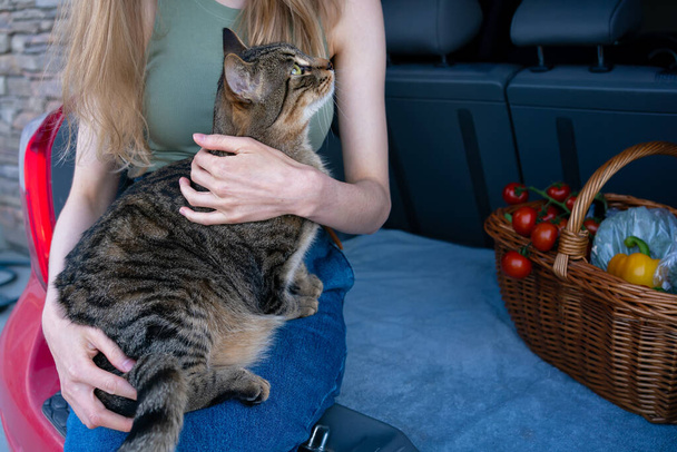 Woman sitting in opened car trunk with curious stripped cat after shopping and going to have picnic with her cat. Young skinny woman holding on her lap cat. Wicker basket with vegetables on the back. - Photo, Image