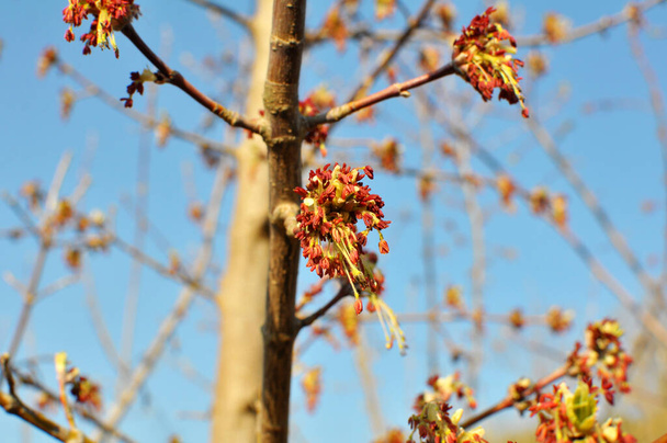 In spring, the maple (Acer negundo) blooms in nature - Photo, Image