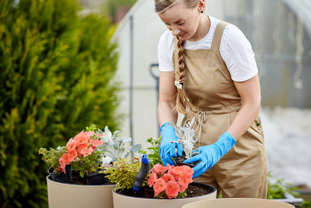 A young beautiful female gardener transplants flowers into large ceramic vases in the garden. Plant care, garden decoration, gardening - Photo, Image