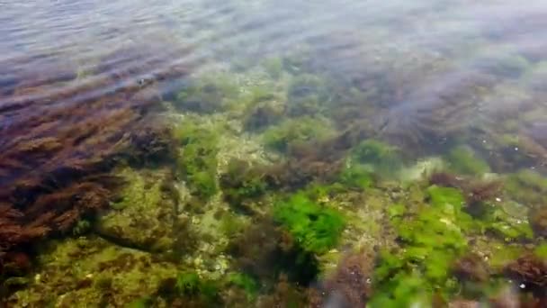 tengerfenék, algák, hínár, halak. Tiszta tiszta víz. Közelkép. - Felvétel, videó