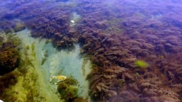 海底藻類海草魚。清らかな水。閉鎖. - 映像、動画