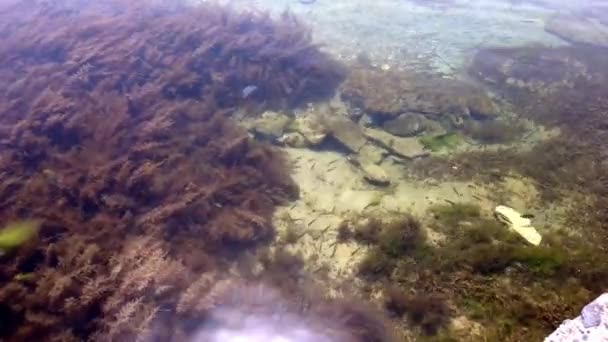 海底藻類海草魚。清らかな水。閉鎖. - 映像、動画
