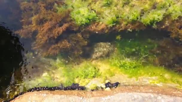 seabed, algae, seaweed, fish. Pure clear water. Close-up. - Footage, Video
