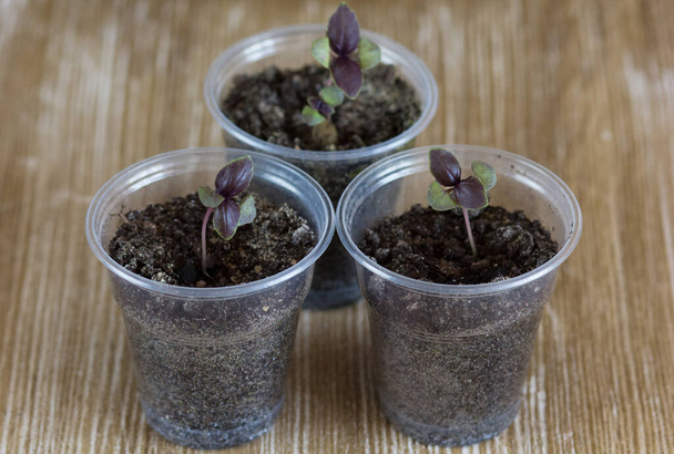 Small purple basil seedlings in plastic cups grown from seeds on wooden background - Foto, Bild