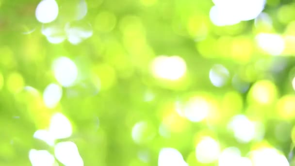 Abstract green bokeh background. Blurred green bokeh background. - Footage, Video
