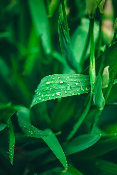 Πράσινο φύλλο με σταγόνες νερού. Μεγάλες όμορφες σταγόνες διάφανο νερό βροχής σε ένα πράσινο φύλλο μακροεντολή. Σταγόνες δροσιάς το πρωί λάμπουν στον ήλιο. Όμορφη υφή φύλλου στη φύση. Φυσικό περιβάλλον - Φωτογραφία, εικόνα