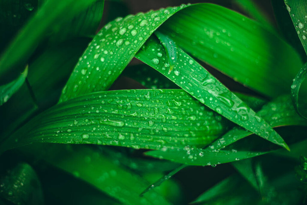 Groen blad met druppels water. Grote mooie druppels doorzichtig regenwater op een groene bladrol. Dauwdruppels in de ochtend gloeien in de zon. Prachtige bladtextuur in de natuur. Natuurlijke achtergrond - Foto, afbeelding