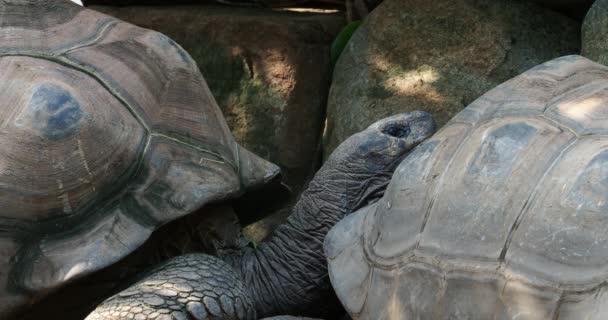 La tortuga gigante de Aldabra (Aldabrachelys gigantea) en la isla Curieuse (el sitio de un exitoso programa de conservación de tortugas silvestres) de la isla Praslin en las Seychelles - Metraje, vídeo