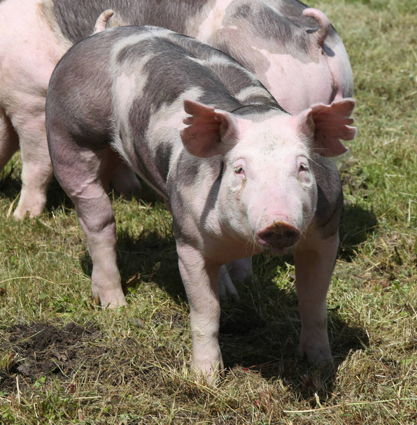 Bunt gefleckte Ferkel posieren auf dem Feld. Junge Schweine posieren auf natürlicher Umgebung draußen - Foto, Bild