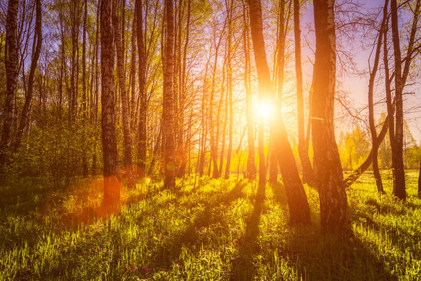 Sunrise or sunset in a spring birch forest with rays of sun shining through tree trunks by shadows and young green grass. Misty morning landscape. - Photo, Image