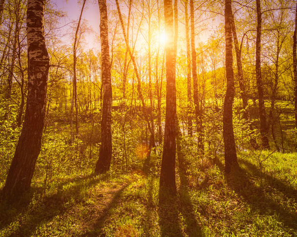 Схід або захід сонця у весняному березовому лісі з променями сонця, що сяють через стовбури дерев тінями та молодою зеленою травою. Помилковий ранковий пейзаж
. - Фото, зображення