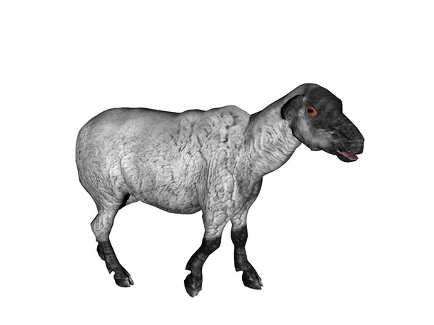 Owce w stadzie na pastwisku - Zdjęcie, obraz