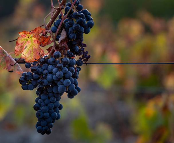 Patrimoine mondial de l'UNESCO, raisins bleus de la vallée du Douro lignes infinies de vignobles, à Peso da Regua, Vila Real, Portugal
. - Photo, image