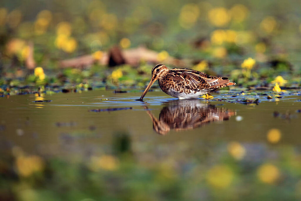 Obyčejný ústřice (Gallinago gallinago) kráčející laguny květu. Vodní pták v mělkém rybníku. - Fotografie, Obrázek