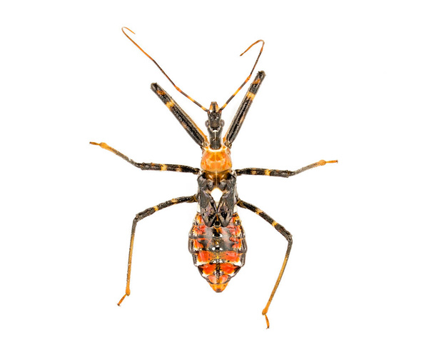 Orange Assassin Bug Nymph сверху вниз вид изолирован на белом фоне, характеризуется белым пятном на спине
. - Фото, изображение