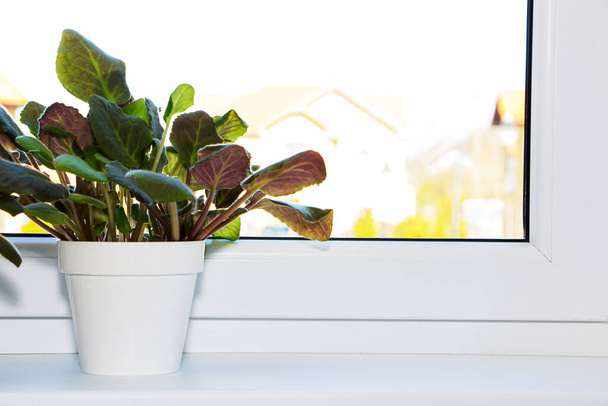 Açık pencere pervazında yeşil bitkisi olan bir tencere. Ofis için kapalı çiçek - Fotoğraf, Görsel