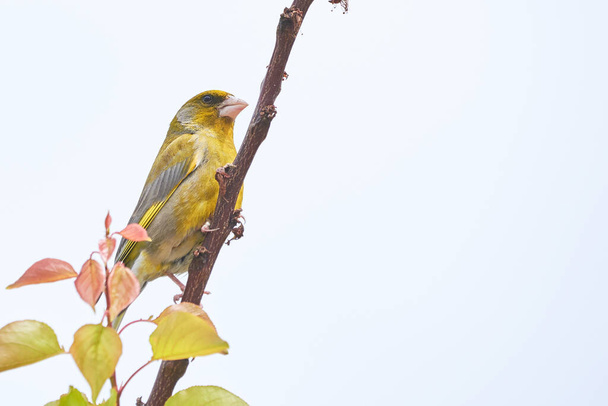 European greenfinch sitting on a branch (Chloris chloris), Songbird - Fotoğraf, Görsel