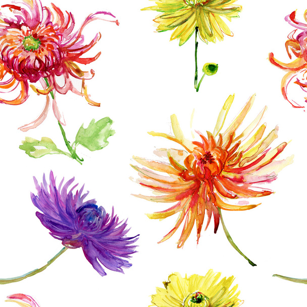 Watercolor illustration with beautiful chrysanthemum flowers - Fotoğraf, Görsel