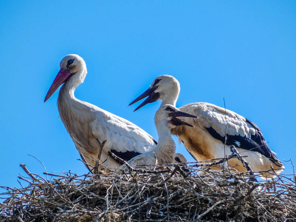 Ciconiida- Stork, (οικογένεια Ciconiidae) Ιστορικό - Φωτογραφία, εικόνα