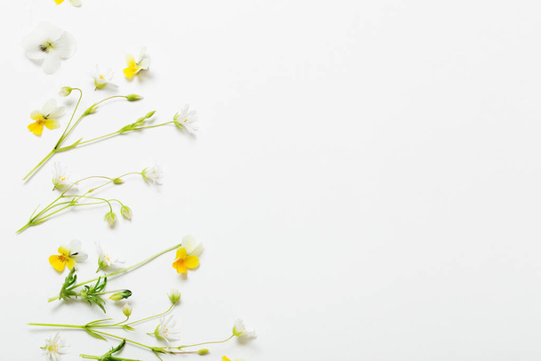 wild flowers on white  background - Fotografie, Obrázek
